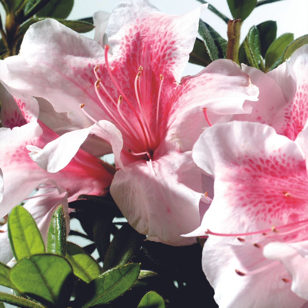 Beautiful group of autumn chiffon bicolor blooms on Encore Azalea rebloomer