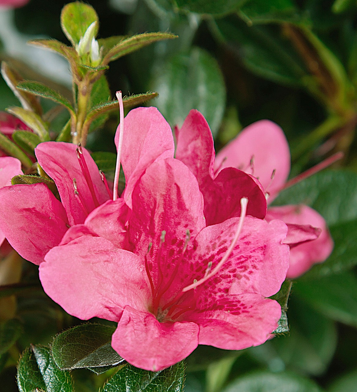 Bloom closeup of Autumn Cheer reblooming azalea