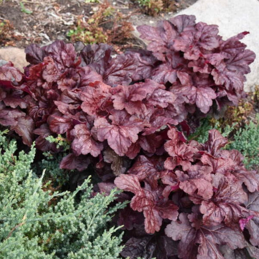 Red Dragon Heuchera