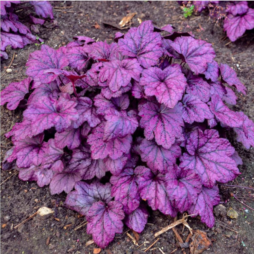 Electric Plum Heuchera