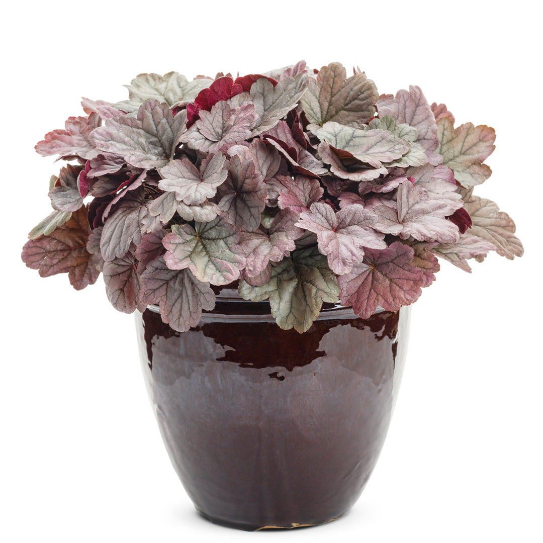 Silver Gumdrop Heuchera