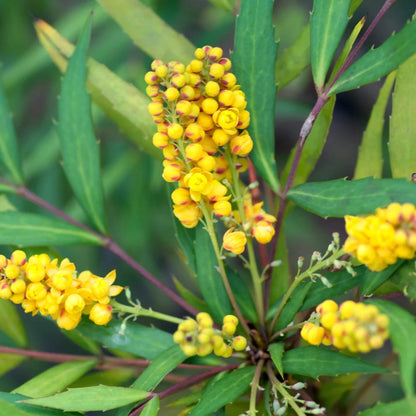 Mahonia Indigo Flair 3 Gallon