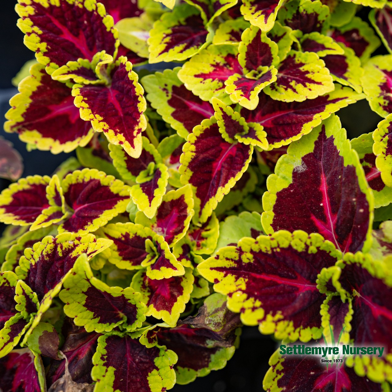 Coleus Assorted 1 Gallon