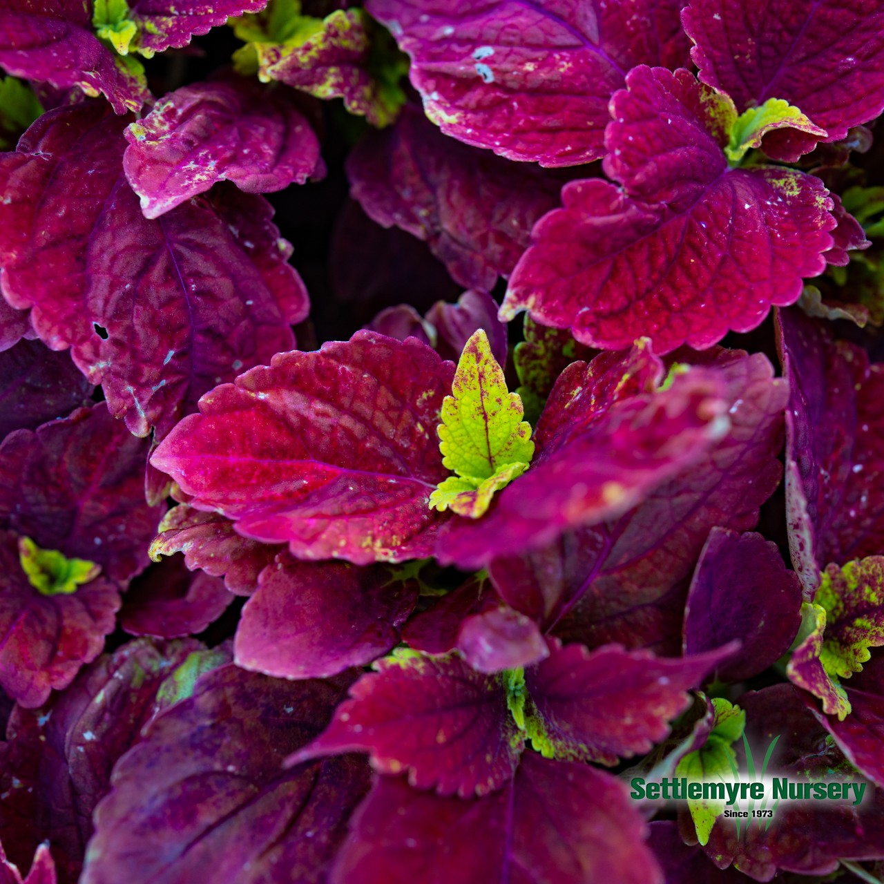 Coleus Assorted 1 Gallon