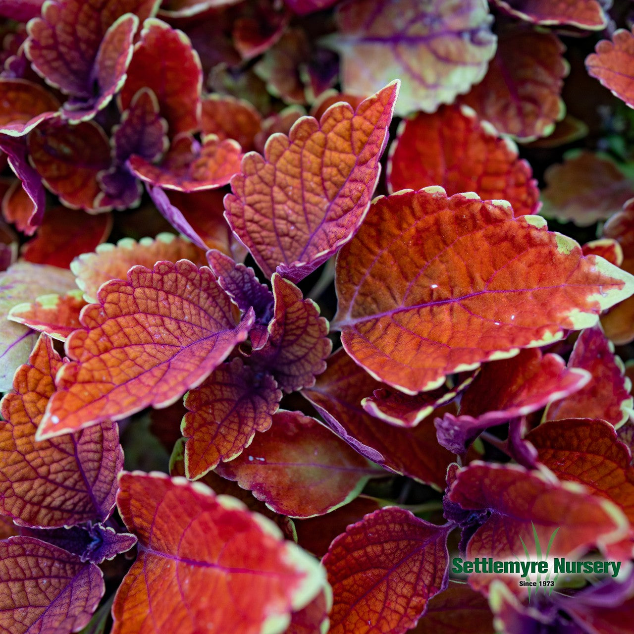 Coleus Assorted 1 Gallon