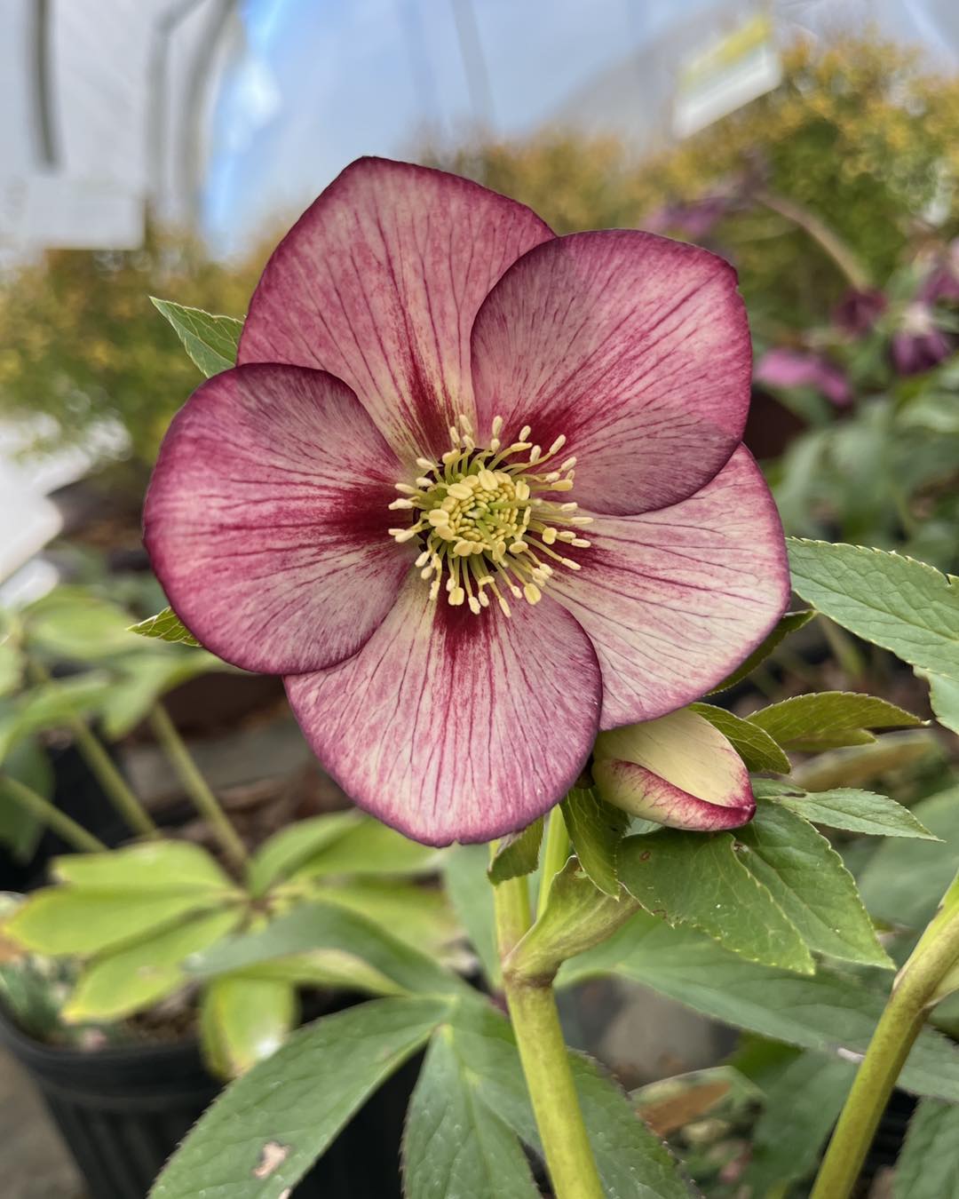 Helleborus Lenten Rose Assorted