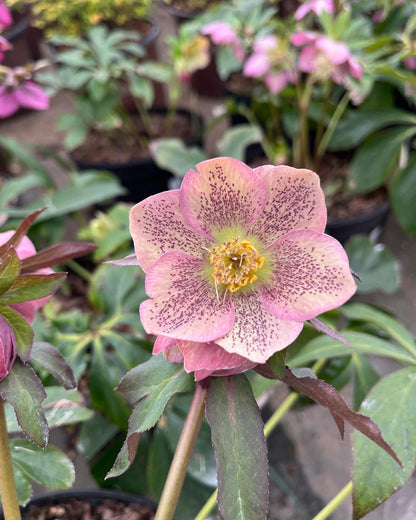 Helleborus Lenten Rose Assorted