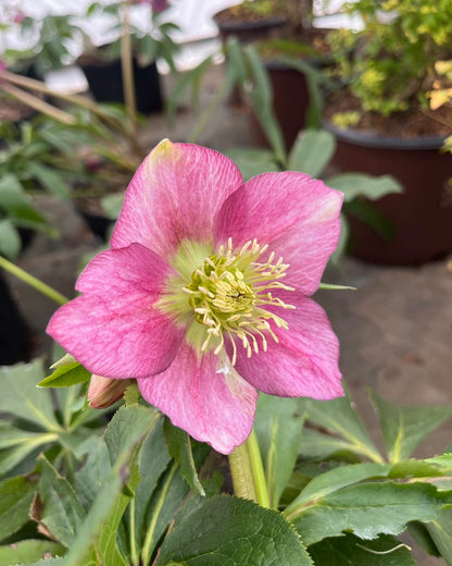 Helleborus Lenten Rose Assorted