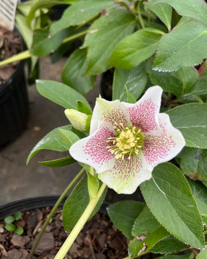 Helleborus Lenten Rose Assorted