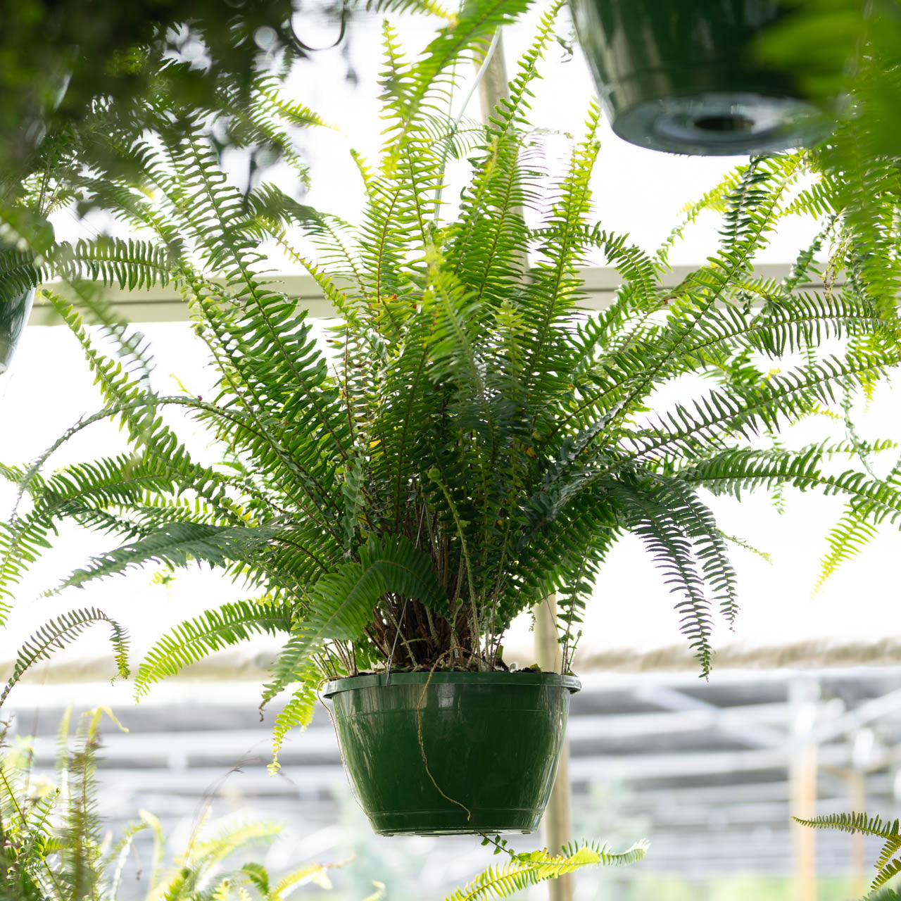 Hanging Basket Sun Fern