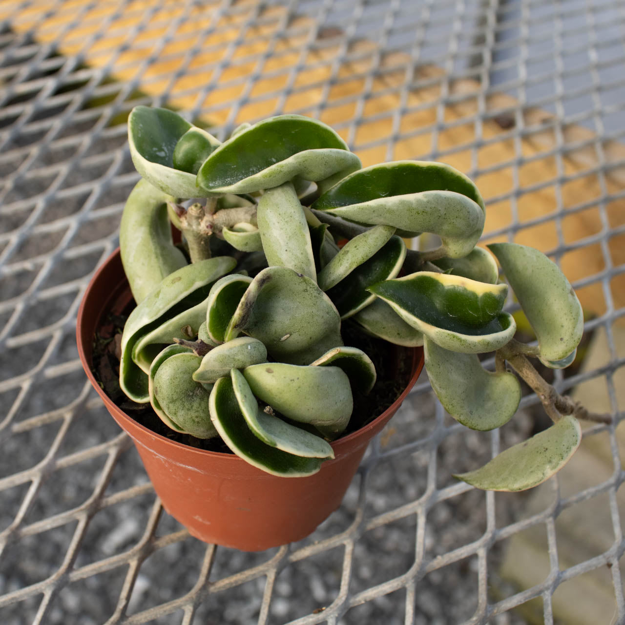 Hoya Hindu Rope Variegated