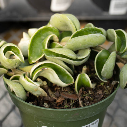 Hoya Hindu Rope Variegated