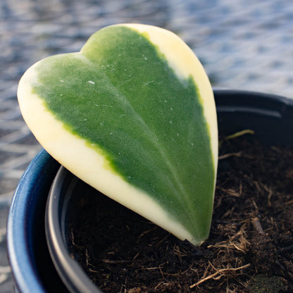 Hoya Heart Variegated Vine