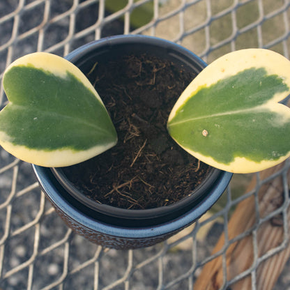 Hoya Heart Variegated Vine