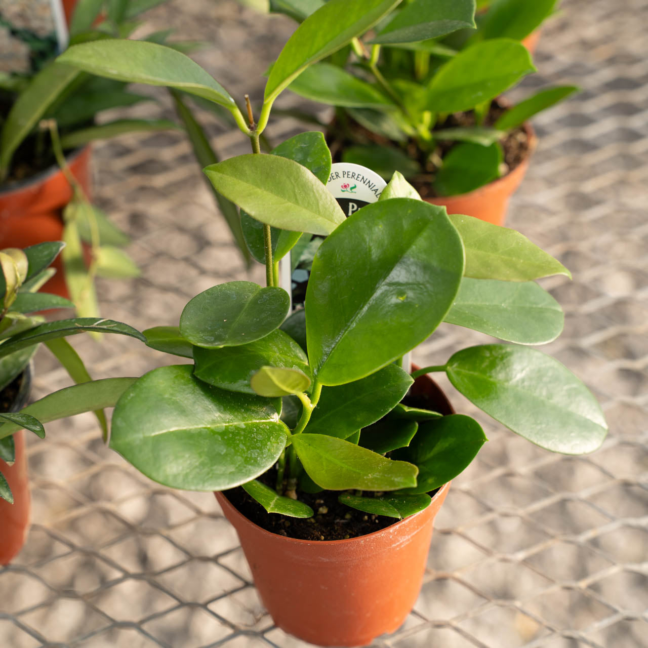 Hoya Assortment 4 Inch