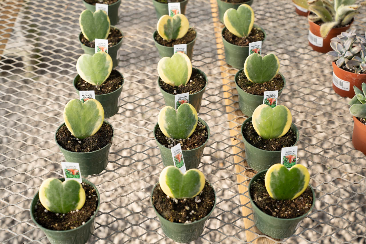 Hoya Heart Variegated