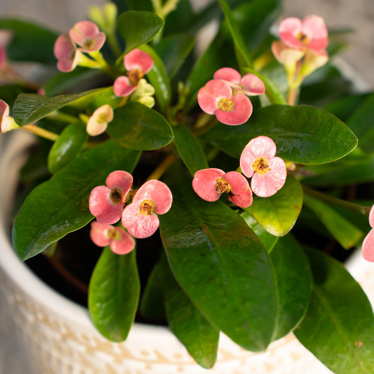 Crown of Thorns