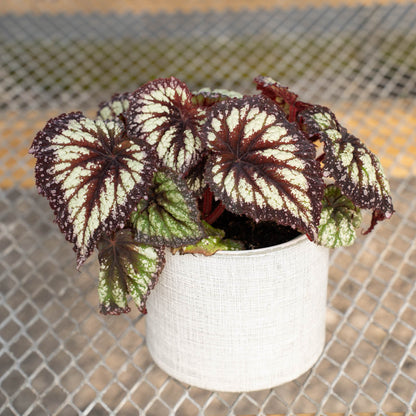 Begonia Rex