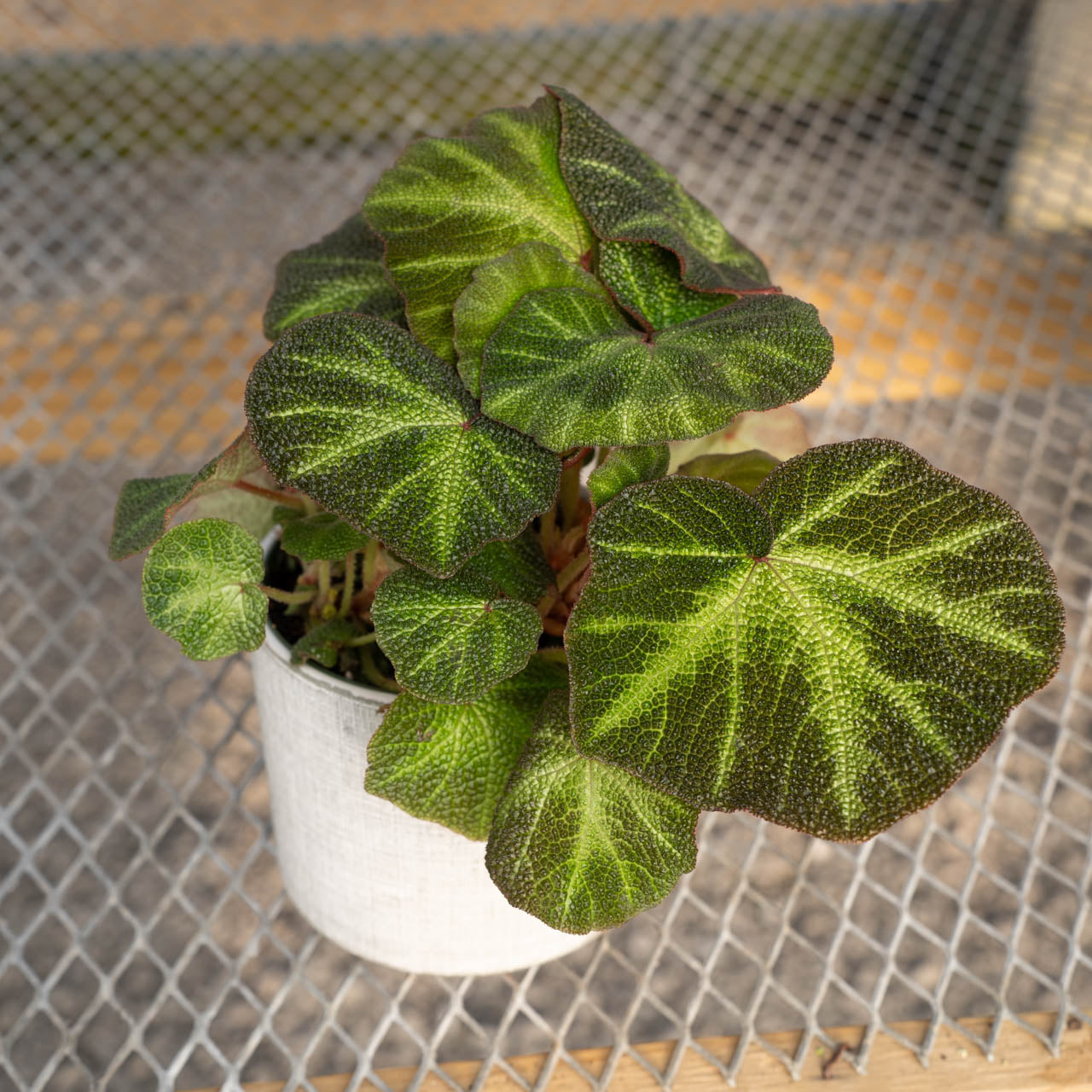 Begonia Rex