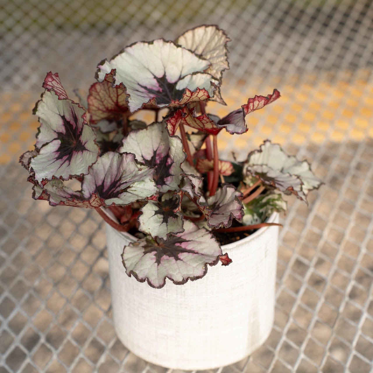 Begonia Rex