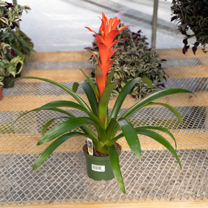 Bromeliad Gusmaniia 6"