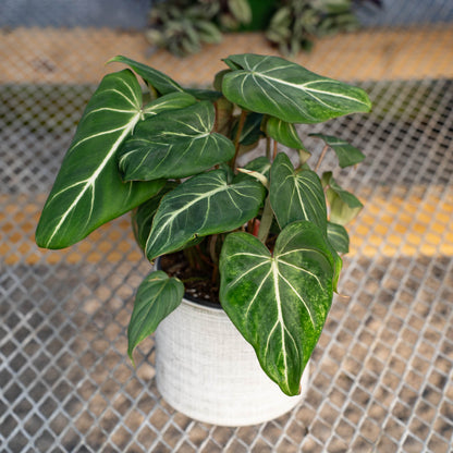 Philodendron Gloriosum