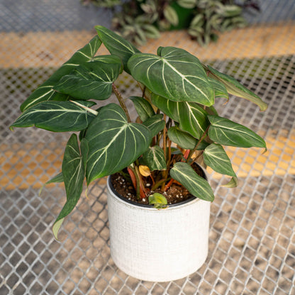 Philodendron Gloriosum