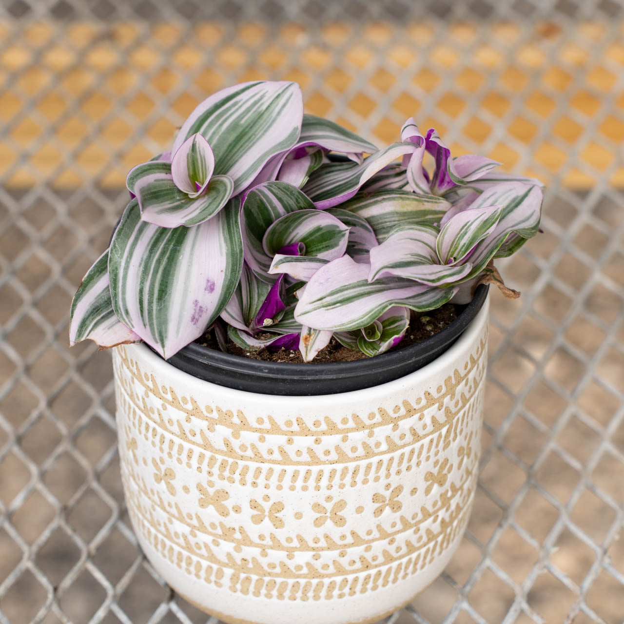 Tradescantia Wandering Jew Nanouk Pink