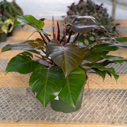 Philodendron McColleys Finale