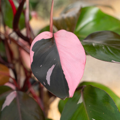 Philodendron Pink Princess on Totem