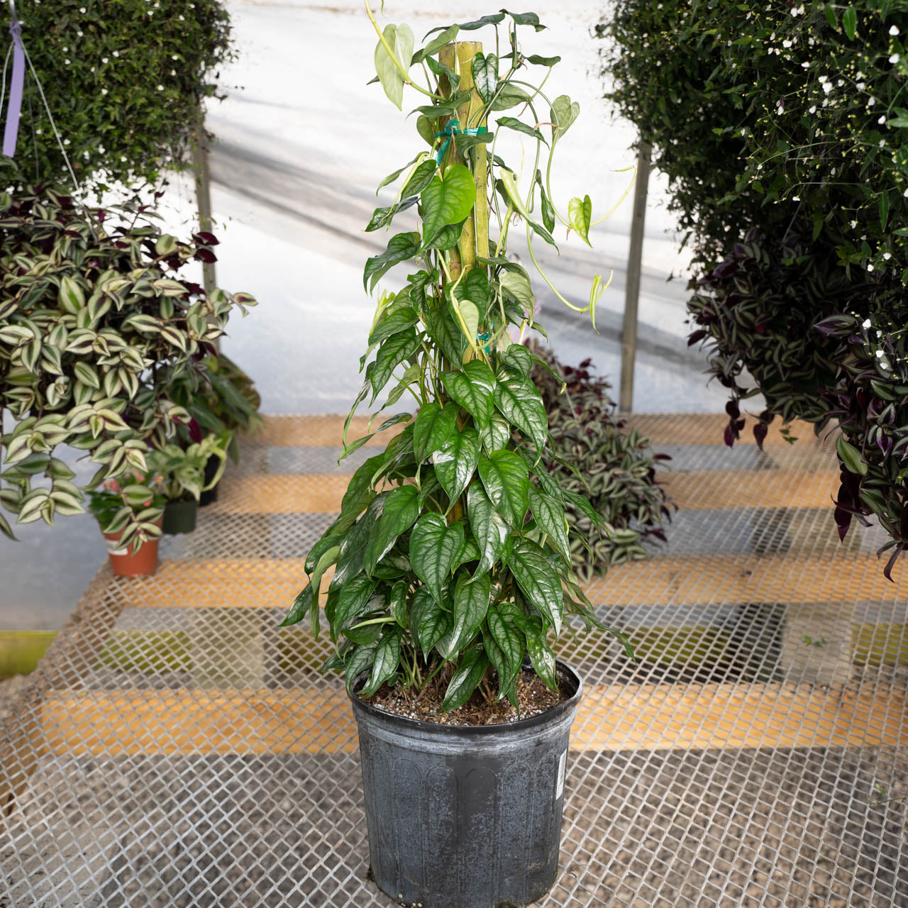 Monstera siltepecana Silver on Totem