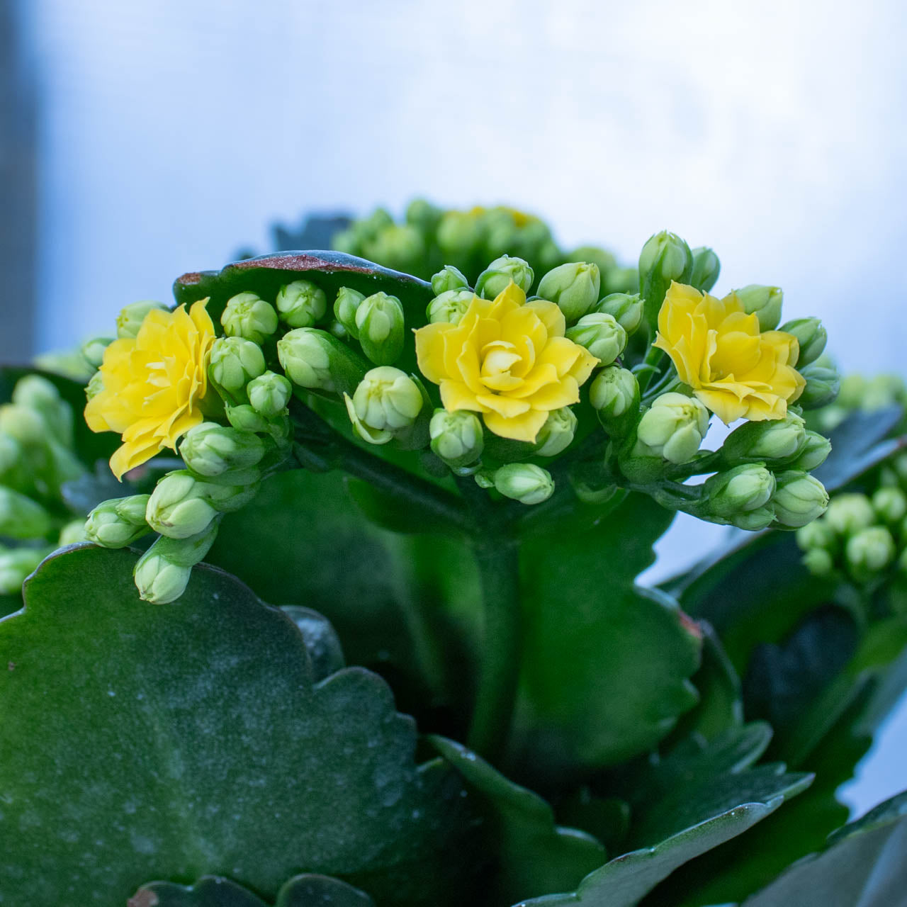 Kalanchoe Calandiva 4" Assorted