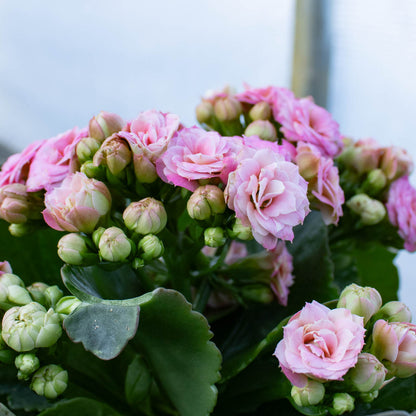 Kalanchoe Calandiva 4" Assorted