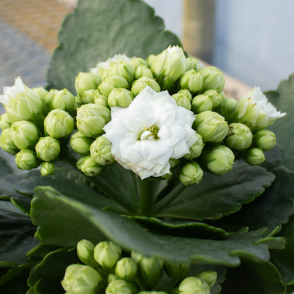 Kalanchoe Calandiva 4" Assorted