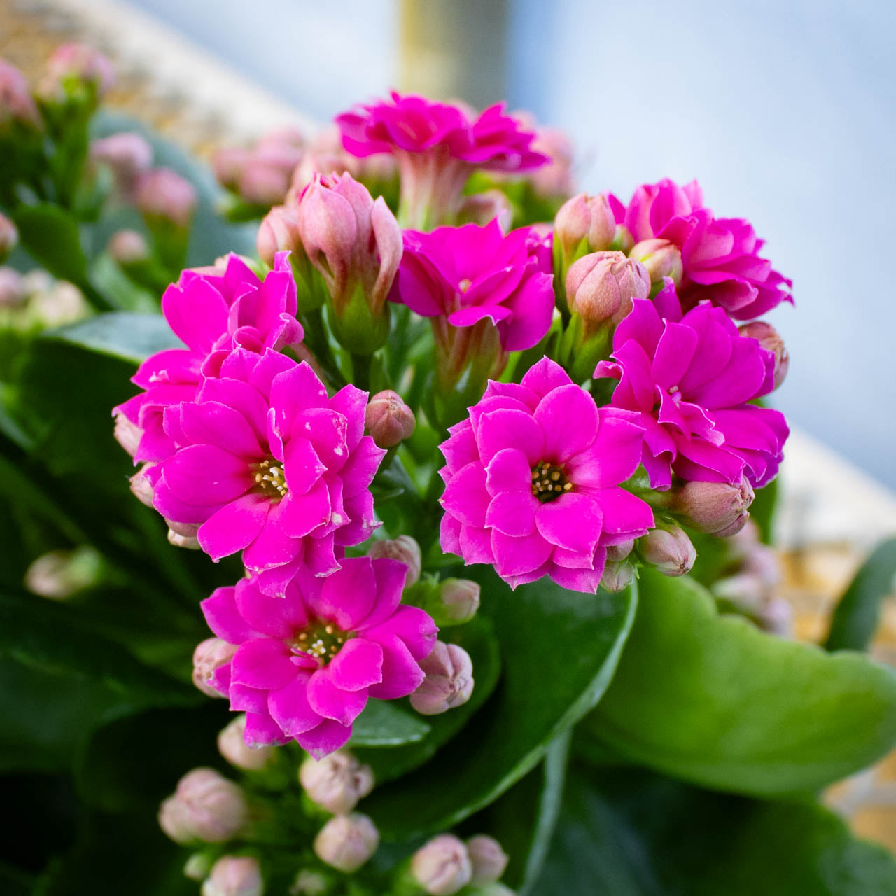 Kalanchoe Calandiva 4" Assorted