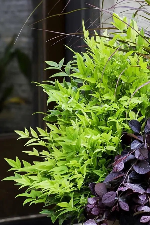 Nandina Lemon Lime