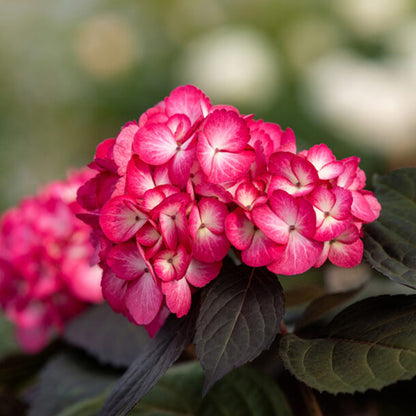 Eclipse Hydrangea