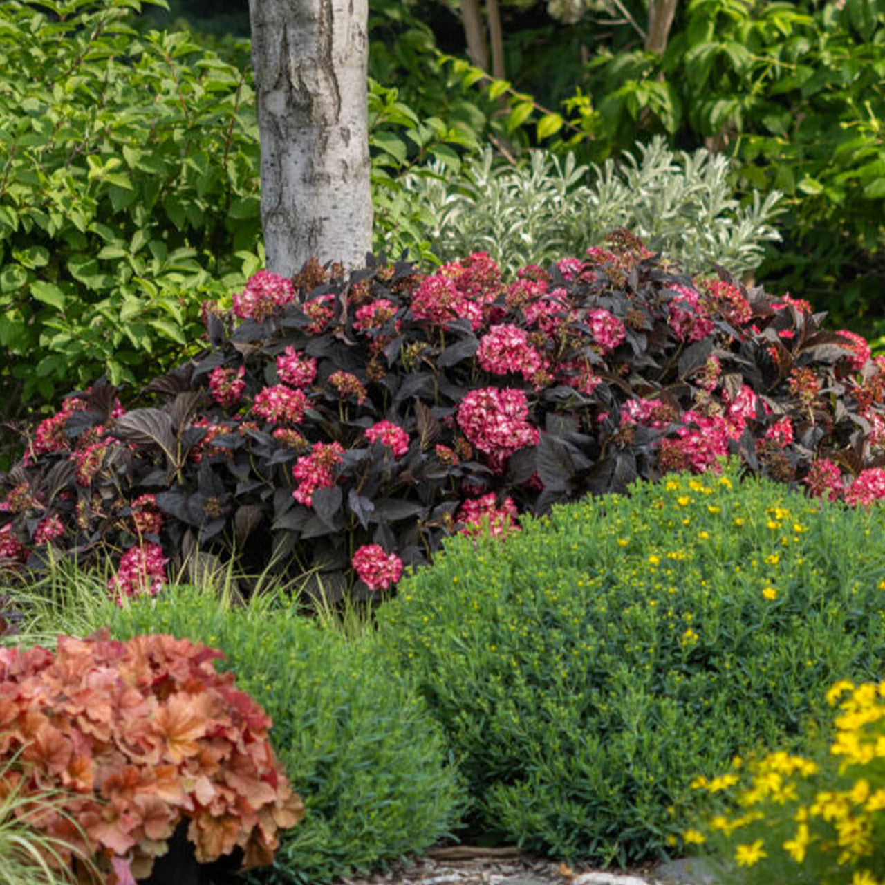 Eclipse Hydrangea