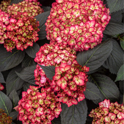 Eclipse Hydrangea