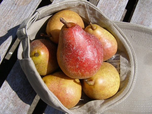 Pear Tree Moonglow 5 Gallon