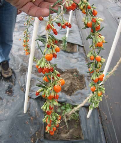 Goji Berry 1 Gallon