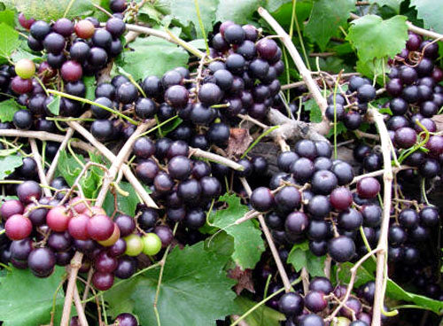 Muscadine Noble Black 1 Gallon