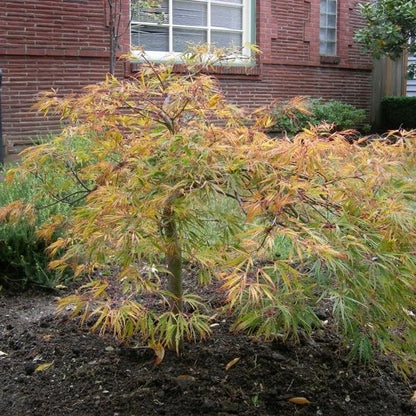 Spring Delight Japanese Maple in pot