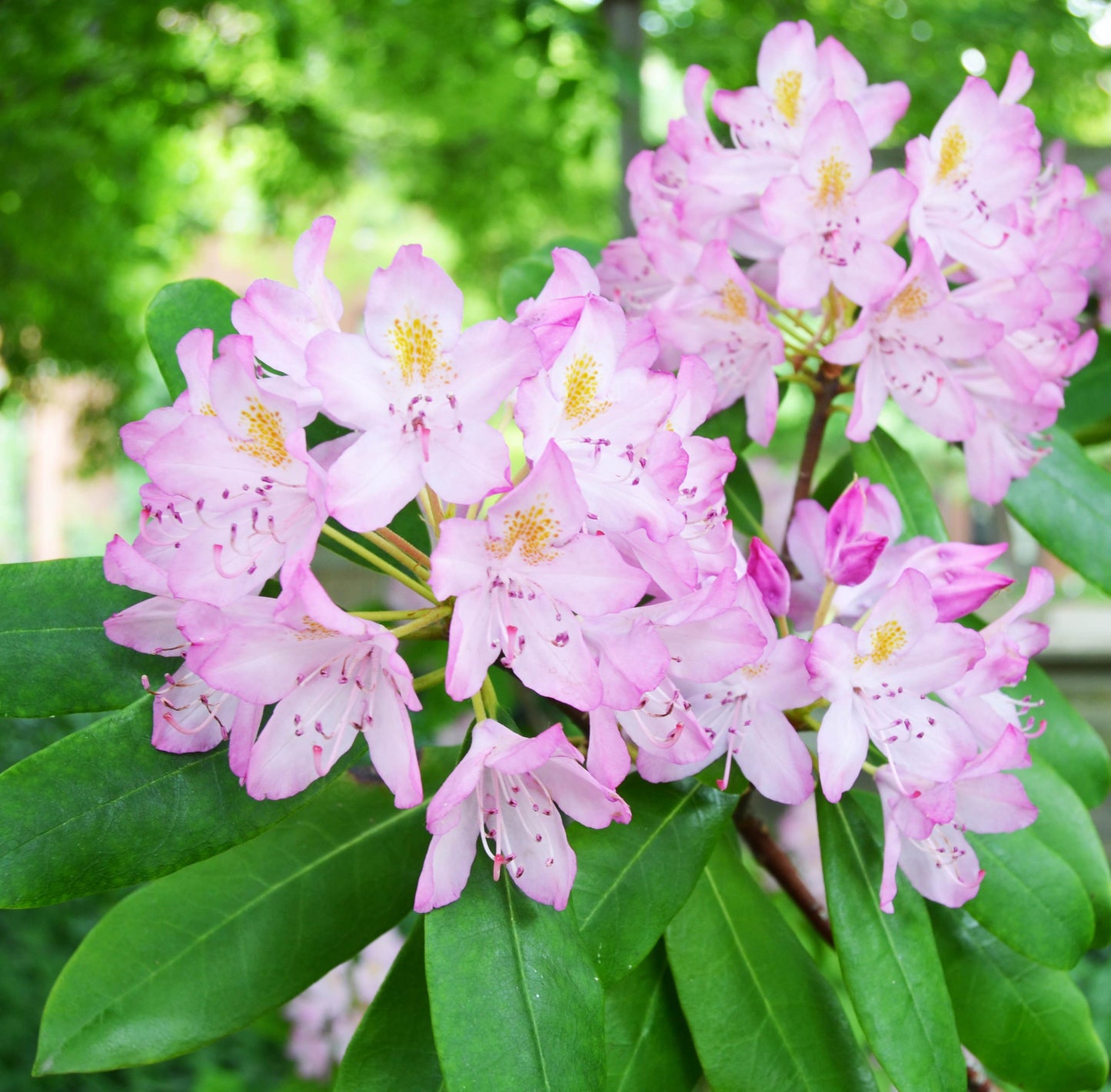 Rhododendron Maximum Roseum Blush Pink 3 Gallon