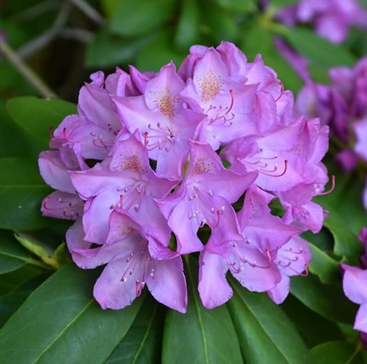 Rhododendron Purpureum Elegans Lilac 3 Gallon