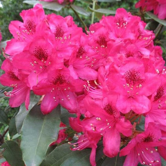 Rhododendron Nova Red 3 Gallon