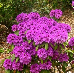 Rhododendron Tapestry Purple 3 Gallon