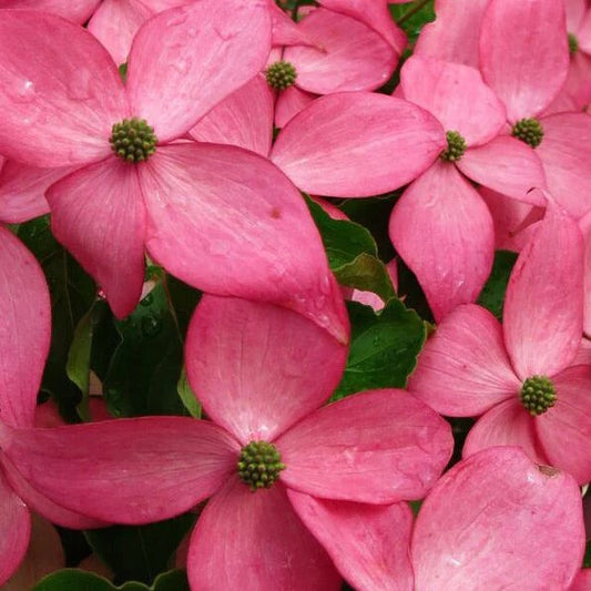 B&B Dogwood Scarlet Fire Kousa Pink 6-7