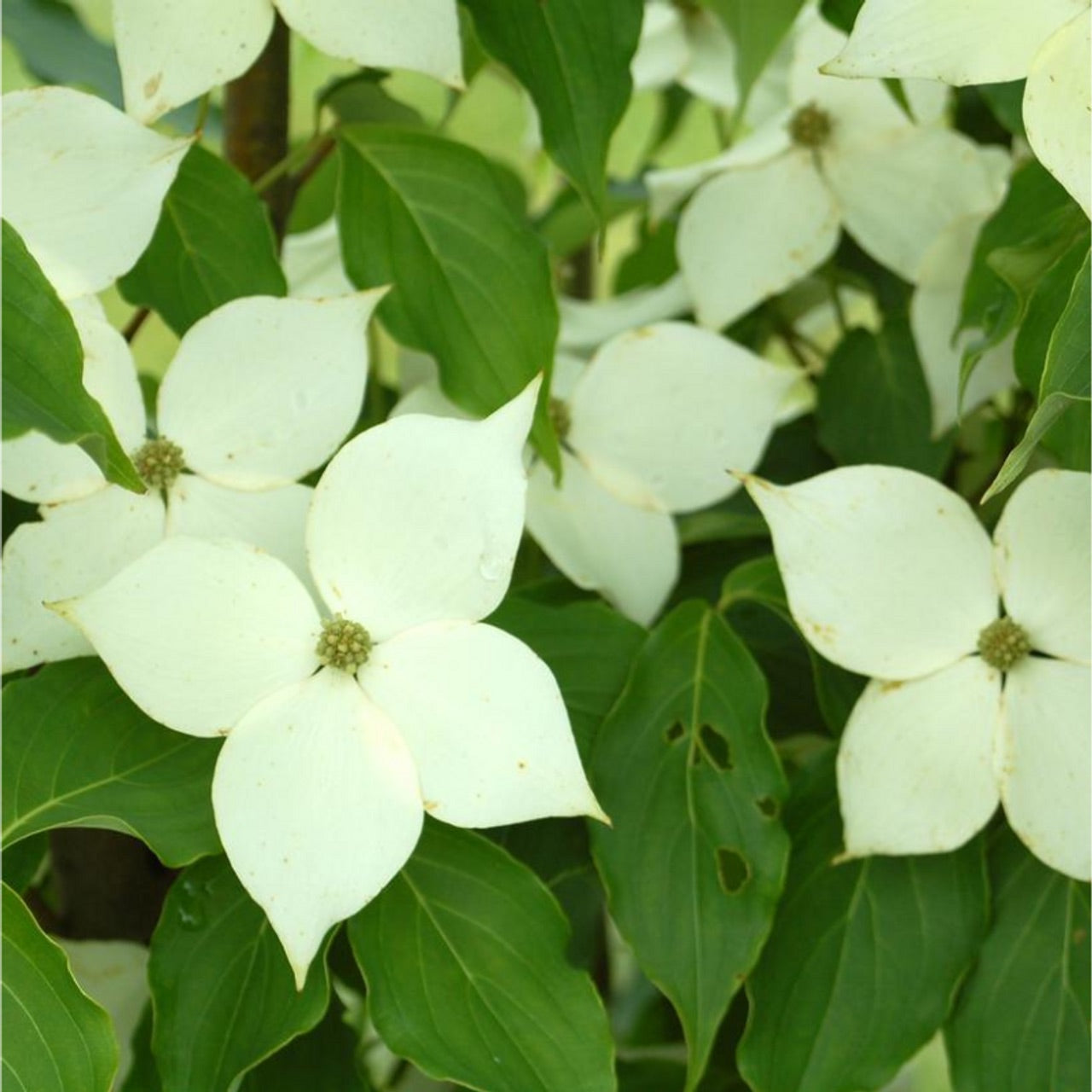 B&B Dogwood Milky Way Kousa White 6-7