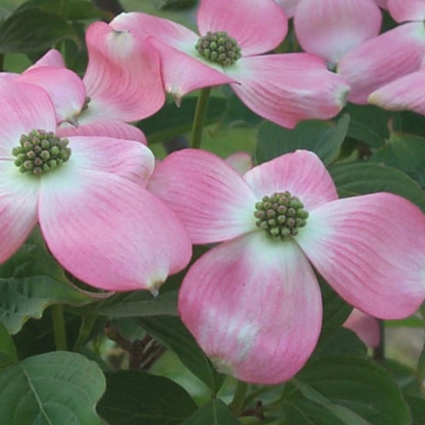 B&B Dogwood Stellar Pink Florida Pink 6-7